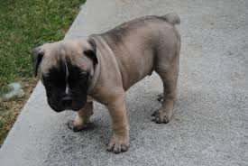 Jul 16, 2021 · the cost to buy a french bulldog varies greatly and depends on many factors such as the breeders' location, reputation, litter size, lineage of the puppy, breed popularity (supply and demand), training, socialization efforts, breed lines and much more. Ckc Reigstered Olde English Bulldogge Puppies For Sale Loganville Ga Patch