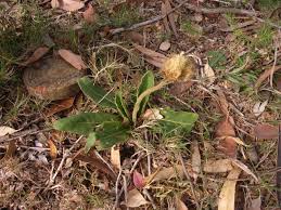 Image result for Gerbera piloselloides