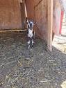 inland empire general for sale - by owner "goats" - craigslist