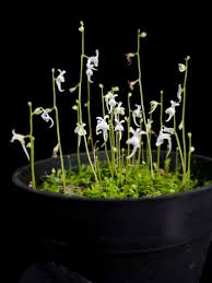 Image result for Utricularia scandens