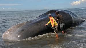 Ikan paus, khususnya paus sperma, termasuk mamalia yang memiliki muntahan bernilai miliaran. Sperm Whale Carcass Washes Ashore In Bali The Bali Times