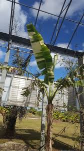 Image result for Musa paradisiaca