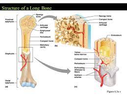 Long bones include the humerus this image represents the parts of a long bone. Skeletal System Ppt Video Online Download