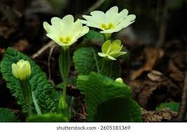 Image result for Primulaceae