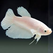 Ha y n fish keeper 2.136 views2 year ago. Pin By Fishgang On Betta Betta Betta Fish Beautiful Fish