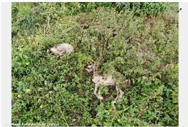 Oświadczenie w sprawie nieudolnego ataku na Schronisko w Korabiewicach