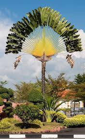 Travelers Palm Vs Bird Of Paradise Ravenala Madagascariensis Traveler S Palm Madagascar Etsy Unique Trees Trees To Plant Beautiful Tree
