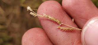 Image result for Moorochloa eruciformis