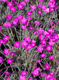 Maybe you would like to learn more about one of these? Stauden Stade Versand Shop Dianthus Gratianopolitanus Amaranth Pfingst Nelke Hier Bestellen