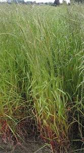 Image result for Lolium multiflorum