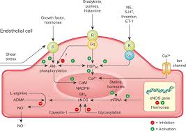 Tiffany once again finds herself between amira and veronica as the girls roll her onto her back with her snatch up in the air. Endothelial Dysfunction And Vascular Disease A 30th Anniversary Update Vanhoutte 2017 Acta Physiologica Wiley Online Library