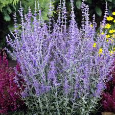 Image result for Perovskia atriplicifolia 'blue spire'