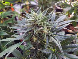 Image result for Cannabis sativa