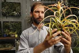 So if watering that succulent every two weeks proved to be a bit too ambitious, the air plant is for you. Why Air Plants Are The Solution To All Your Design Woes Los Angeles Times