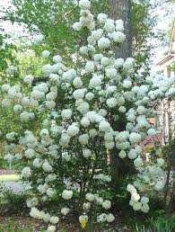 Over winter protection of your hydrangeas plant is an important aspect of your plant care. Georgia Backyard Nature Spectacular Snowball Viburnum