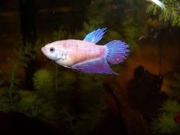 Pink Purple Blue Veiltail Plakat Betta Female Tropical Fish Aquarium Tropical Freshwater Fish Betta