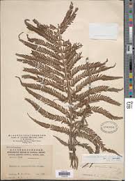 Image result for Pseudocyclosorus