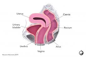 Yoni massage is adapted from taoist massage and tantra. A Quick Guide To Vaginal Massages Tantric Healing Therapy