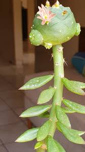 Image result for Melhania forbesii