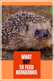 12 Wildlife Feeding Myths Uncovered With Images Wildlife Gardening Wildlife How To Attract Birds