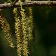 Image result for Antidesma venosum