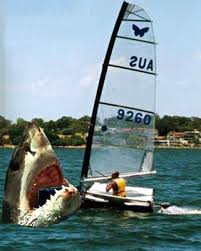 A teenage boy has been bitten by a shark off the coast of port macquarie. Shark Encounters Windsurfing Forums Page 1