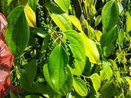 Baik dari segi konsistensi, bau, hingga warna. Penyakit Kuning Tanaman Lada Sulit Diatasi Pemerintah Kabupaten Belitung Timur