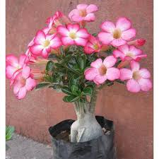Root stock and scion it is easy graft fruit plants and trees, how to grafting and budding your trees, best trees for grafting. Full Sun Exposure Pink Adenium Graft Plant For Party Decoration Rs 250 Unit Id 4722704455