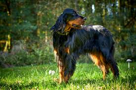Originating in scotland and england in the 1600s, gordon setters hunted grouse and similar birds. Die Geschichte Gentle Summer Breeze De