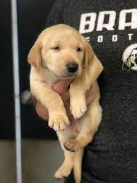 Chocolate Lab Puppies Near Me In 2021 Red Golden Retriever Puppy Puppies Labrador Retriever Puppies
