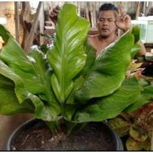 Erdasarkan jenisnya tanaman hias dapat dibagi menjadi tanaman hias batang, daun, bunga, serta buah, tanaman hias daun keindahannya dipasaran tanaman ini begitu banyak permintaan dari pada pecinta tanaman hias, selain indah dipandang mata, tanaman ini juga dipercaya sebagai tanaman. Cobra Indonesia Harga Tanaman Hias Cobra Terbaru Agustus 2021