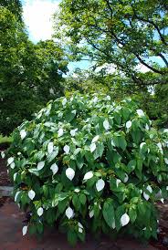 Image result for Mussaenda frondosa