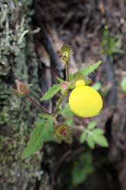 Image result for Calceolaria tripartita