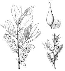 Image result for Salicaceae