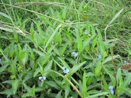 Image result for Commelina diffusa