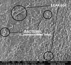 Release Activity of Encapsulated Lactobacillus plantarumNBRC 3070 in  Optimum Alginate - Aloe veraMatrices during Simulated Gastr