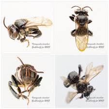 Lebah kelulut or stingless bees is among the smallest species of bees. Tetragonula Drescheri Meliponine Stingless Bee Kelulut Stingless Bees Bee Native Bees