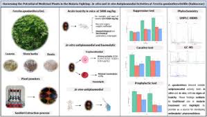 Image result for Feretia