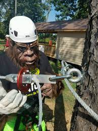 We currently have 2 zip line and aerial adventure courses in kentucky: Screaming Eagle Adventures Lg Guntersvillezip Twitter