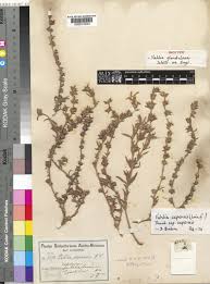 Image result for Vahlia capensis