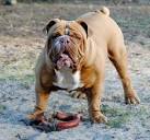 Miniature Australian Bulldog Dog Breed Information and ...