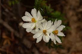 Image result for Caloncoba