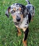 American Leopard Cur - treehound