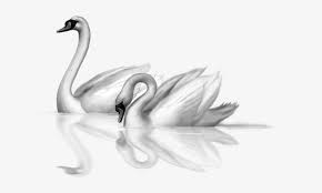 Swan Clipart Transparent Background Two Swan Clipart Transparent Png 650x411 Free Download On Nicepng Swan transparent background png image dimension: two swan clipart transparent png