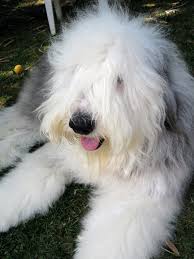 The Amazing Old English Sheepdog English Sheepdog Sheepdog