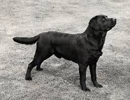 There are many labrador puppies for sale in southern california due to the popularity of this dog breed. Cookridge Cormorant Black Labrador Stud Dog Labrador