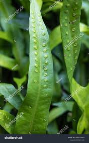 Image result for Microsorum scolopendria