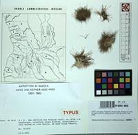 Image result for Eleocharis cubangensis