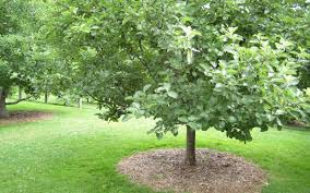 Growing fruit trees organically is possible with the proper amount of care and attention. The Ultimate Guide To Fruit Tree Mulch Choices And Benefits