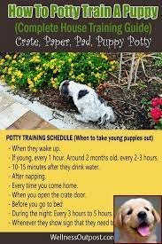 1 Have Dog Behavior Problems Learn About House Training Puppy Accidents And Dog Trainer Classes Near Me Puppies Puppy Training Dog Behavior Problems